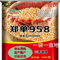 郑单958玉米种子高产玉米种子郑单958国审批发抗旱涝