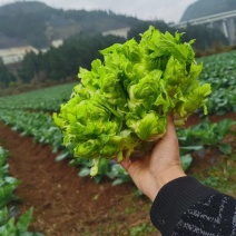 黔西南州兴义市十里坪又大又靓儿菜