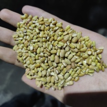 直供缅甸绿竹豆现货50吨，质量保障，先到先得！欢迎选购！