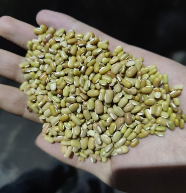 直供缅甸绿竹豆现货50吨质量保障先到先得欢迎选购