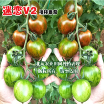 圣女果种子迷恋V2迷彩小番茄种籽超甜小柿子籽
