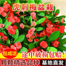 【包邮铁海棠虎刺梅】6盆36元铁海棠虎刺梅盆栽包邮到家
