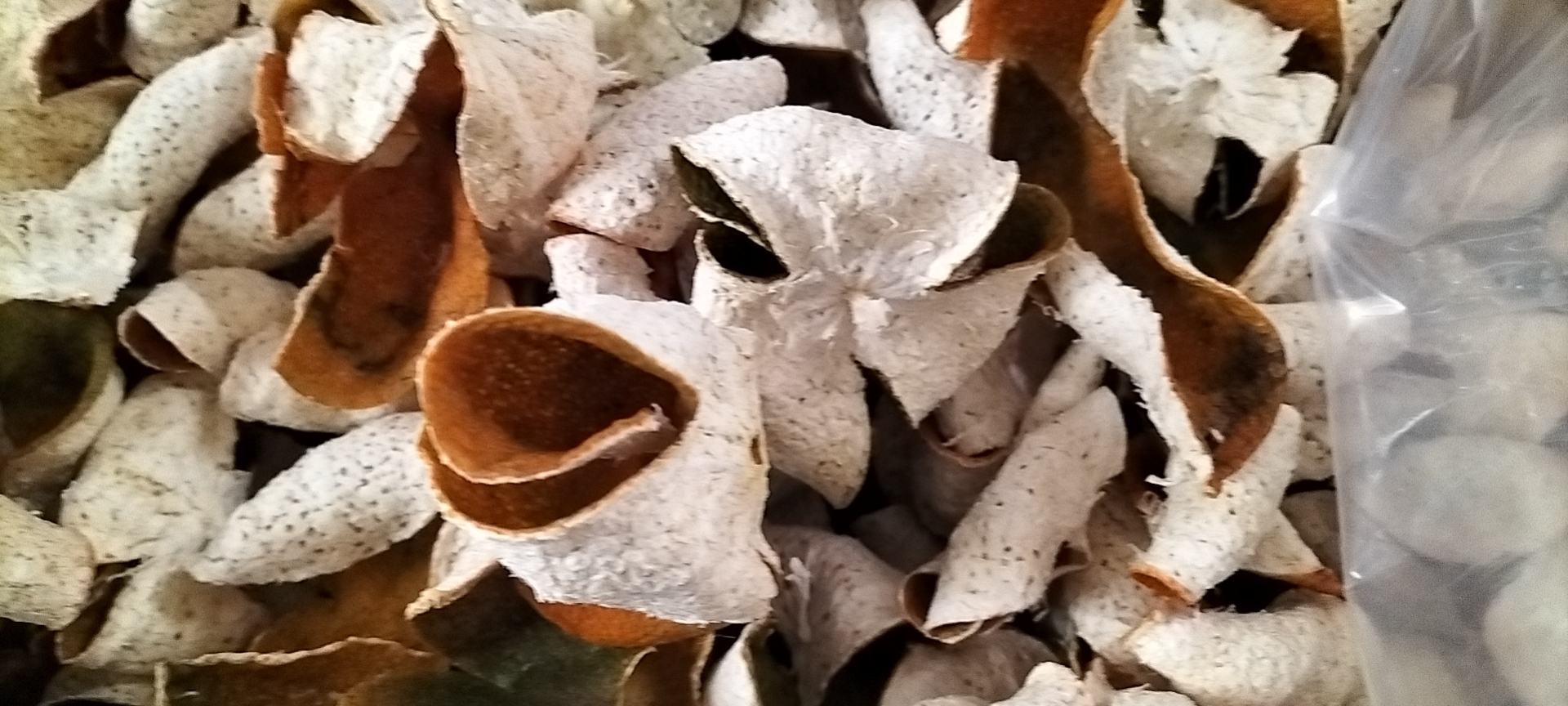 金桔膏润肺止咳功效