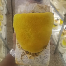 九十天龄桑黄菌袋灵芝棒灵芝菌棒