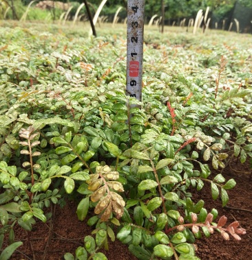 清香树苗清香树亦称紫油木云南本地红头清香木