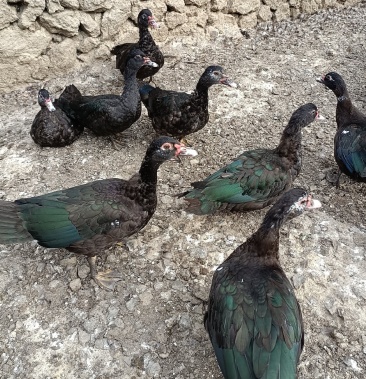 [番鸭批发]135天玉土黑番母鸭均重4.9斤价格11.20元/斤 - 一亩田