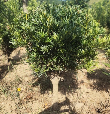 中叶圆球形罗汉松盆景盆栽四季常青园林工程绿植