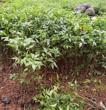 重庆基地批发九叶青花椒杯苗袋装花椒苗营养杯花椒苗品种纯正
