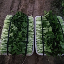 天然新鲜菜苔厂家直销全网低价