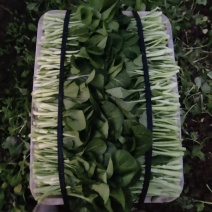 正宗菜苔厂家直销欢迎电话咨询