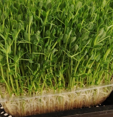 有机豌豆苗绿色无公害蔬菜营养价值高