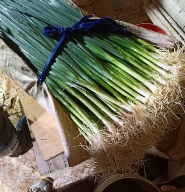 [批发]云南白蒜苗价格3.60元/公斤 - 一亩田