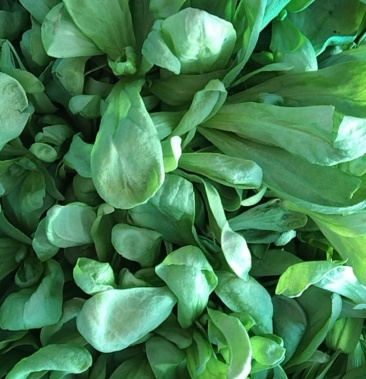 [茼蒿批发]大叶茼蒿价格1.00元/斤 - 一亩田