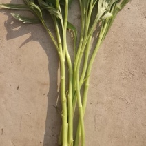 新鲜脆嫩的芦蒿，欢迎采订。