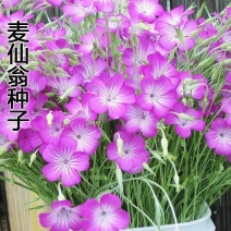 麦仙翁种子四季播种粗生野花种子籽易种易活阳台盆栽庭院观赏