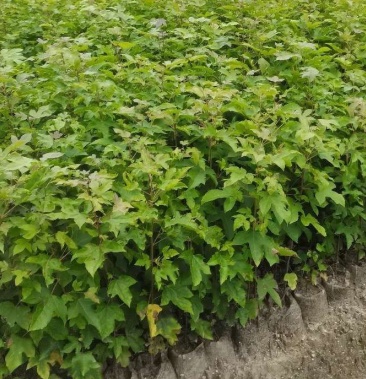 [枫树苗批发]供应枫香芽苗,枫香杯苗两年枫香杯苗,裸根苗,大小规格