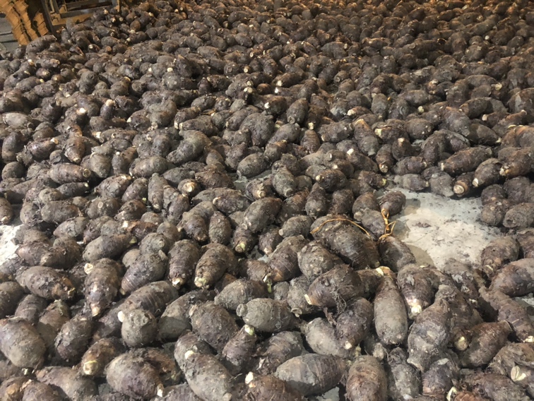 一个传统农村地窖内部结构图,展示分层堆放的荔浦芋头,每层之间覆盖黄沙,周围有通风管道,温度计显示12℃,工作人员正在检查芋头状态 荔浦芋头地窖沙藏储存示意图