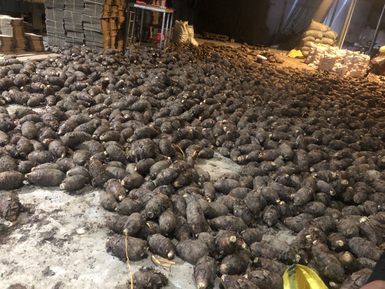 芋头全产业链图谱：左侧为广西荔浦种植基地无人机航拍，中部为福建加工厂自动化生产线，右侧为上海网红芋泥店顾客排队场景，底部标注“从种子到舌尖的增值闭环”