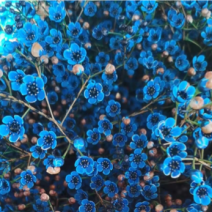 平头澳洲腊梅鲜切花原色吸色腊梅颜色齐全昆明基地直发