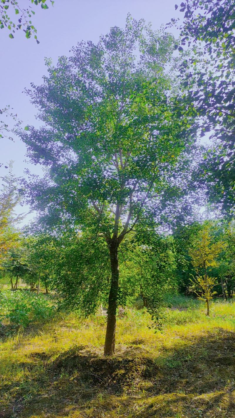 乌桕  各种规格单杆乌桕 丛生乌桕 红榉树,朴树等等