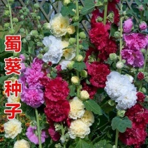蜀葵花种子重瓣蜀葵花种子多年生一丈红种子春播四季易种易活