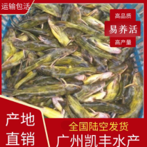 黄骨鱼苗黄辣丁鱼苗杂交黄骨鱼苗全雄黄骨鱼苗