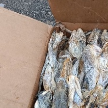 鱼皮，淡干，嚼劲十足，麻辣油炸均可，沾化地区一手货源