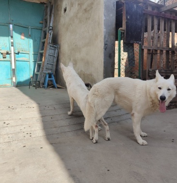 牧羊犬白德牧瑞士牧羊犬狗狗