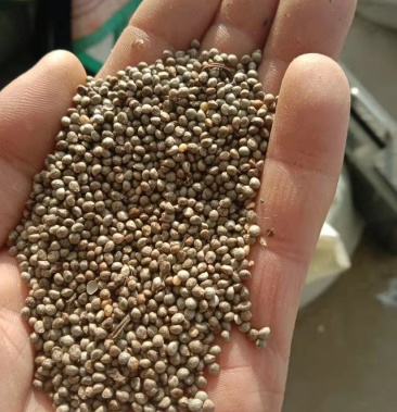 [苏子批发]优质灰苏子价格20.00元/斤 - 一亩田