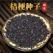 精选桔梗种子包发芽新采收桔梗籽高产品种提供播种技术