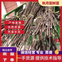 秋月梨树苗0.8cm150~200cm提供技术欢迎来电咨询