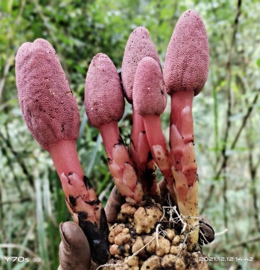 [回春草批发]新鲜回春草价格50.00元/斤 - 一亩田