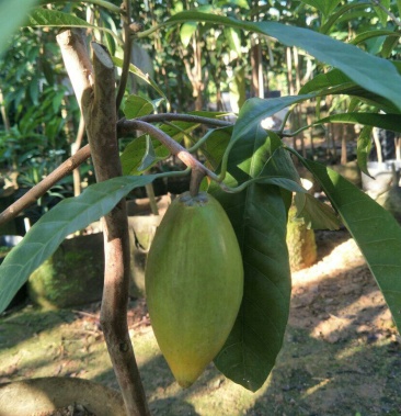 [仙人掌果批发]耀堂仙桃价格388.00元/件 - 一亩田