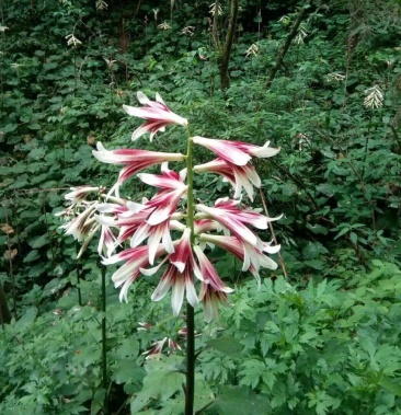 [百合种子批发]荞麦叶大百合 野生大叶百合种子种球价格18.