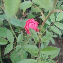 多年生红木香批发，盆栽藤本花卉产地供产山东基地大量发货
