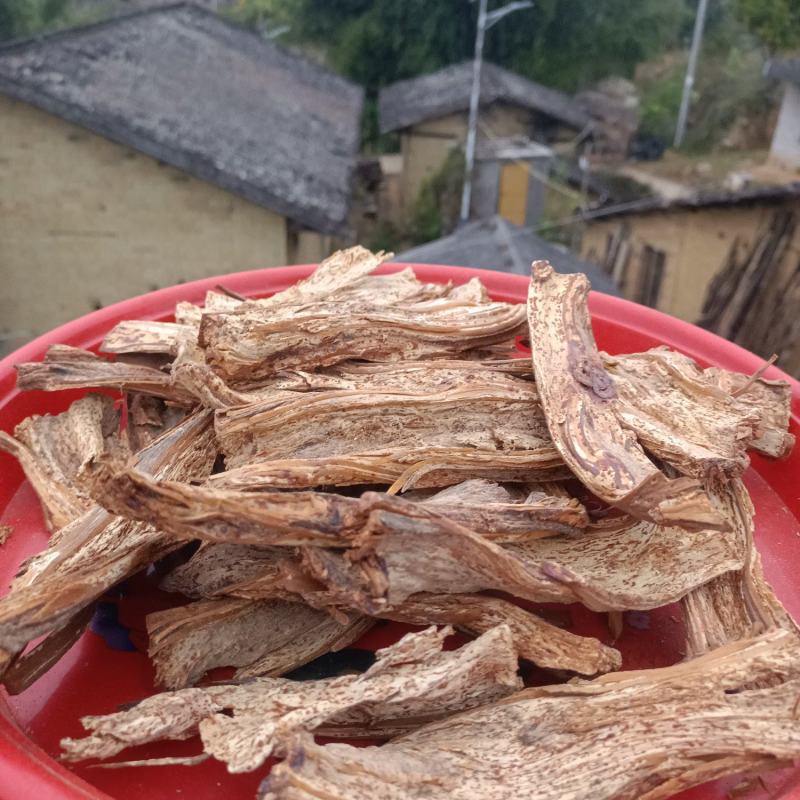 农村蕨科植物人头蕨