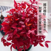 南天竹盆栽火焰南天竹盆景室内庭院观叶植物红天竹多年生易养