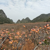 柿饼