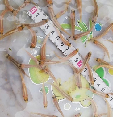 虹鳟鱼金鳟鱼淡水三文鱼虹鲑虹鳟鱼苗金鳟鱼苗