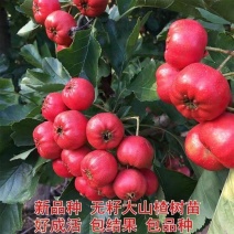 无籽山楂树苗嫁接盆栽地栽南北方庭院种植特大山楂苗当年结果