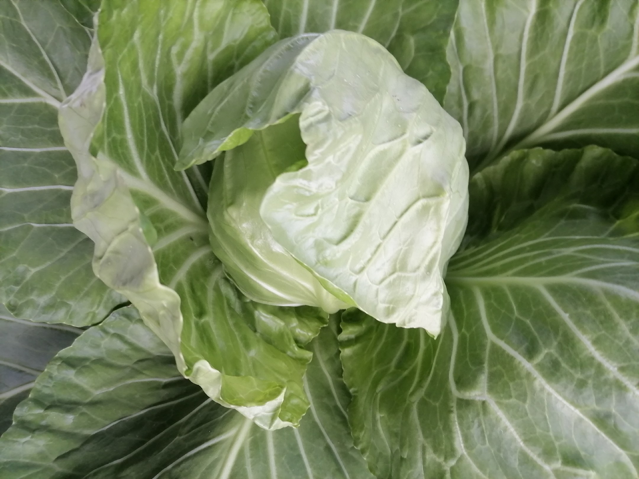 厨师在厨房操作台前手工处理甘蓝的过程特写,展示叶片的层次结构与新鲜质地,体现其在烹饪中的应用方式 一位厨师正在不锈钢料理台上用手撕开一颗新鲜甘蓝,绿色叶片散落于案板,旁边放有刀具和调味料