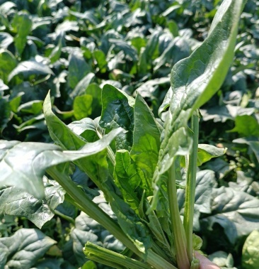 [大叶菠菜批发]尖叶菠菜价格0.90元/斤 - 一亩田