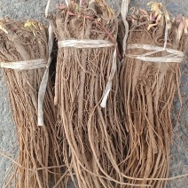 羌活苗，羌活苗子，羌活种苗，黑药苗子。