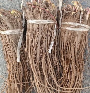 [羌活苗批发]羌活苗,羌活苗子,羌活种苗,黑药苗子.价格0.