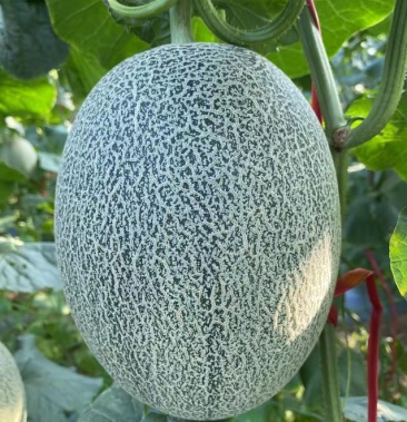 [长香玉批发]哈密瓜价格1.50元/斤 - 一亩田