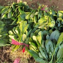 大叶菠菜精品菠菜河北基地直发20-30公分