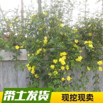 迎春花迎春花植物迎春迎春花迎春花迎春庭院