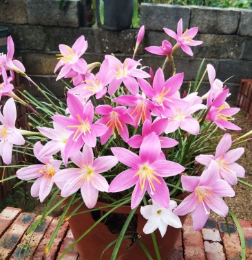 優選風雨蘭種球重瓣韭菜蘭蘭花室內陽臺庭院花壇種植耐寒花卉