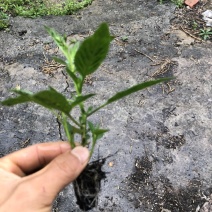 出售云南文山丘北人参果苗