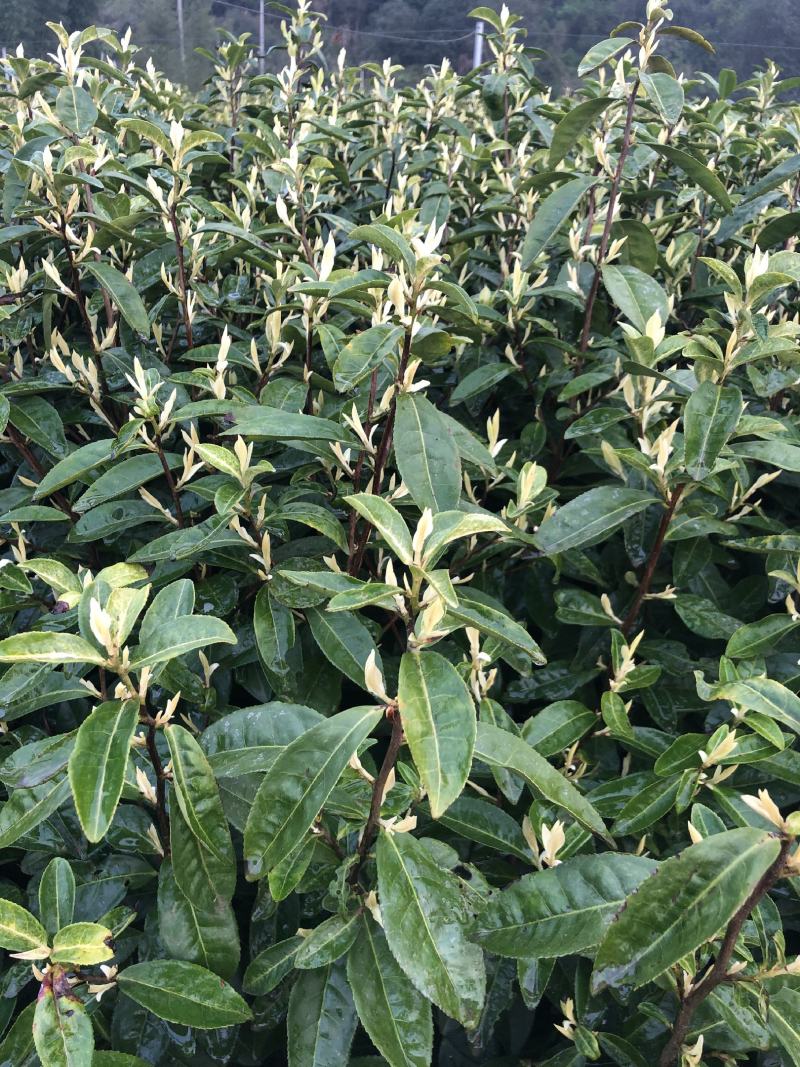 新安四号奶白茶极白茶苗